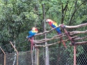 Macaws at the ruins. Injured birds are nursed back to health and released. There is also a nursery for baby birds.